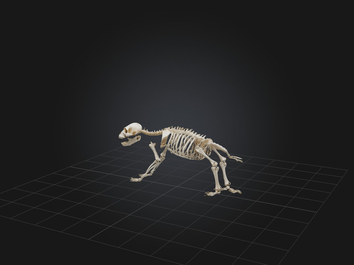 Realistic Bear Skeleton Model VR / AR / low-poly