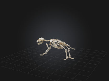 Realistic Bear Skeleton Model VR / AR / low-poly