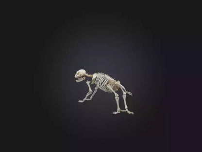 Realistic Bear Skeleton Model VR / AR / low-poly