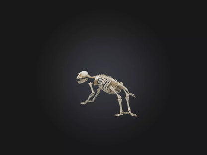Realistic Bear Skeleton Model VR / AR / low-poly