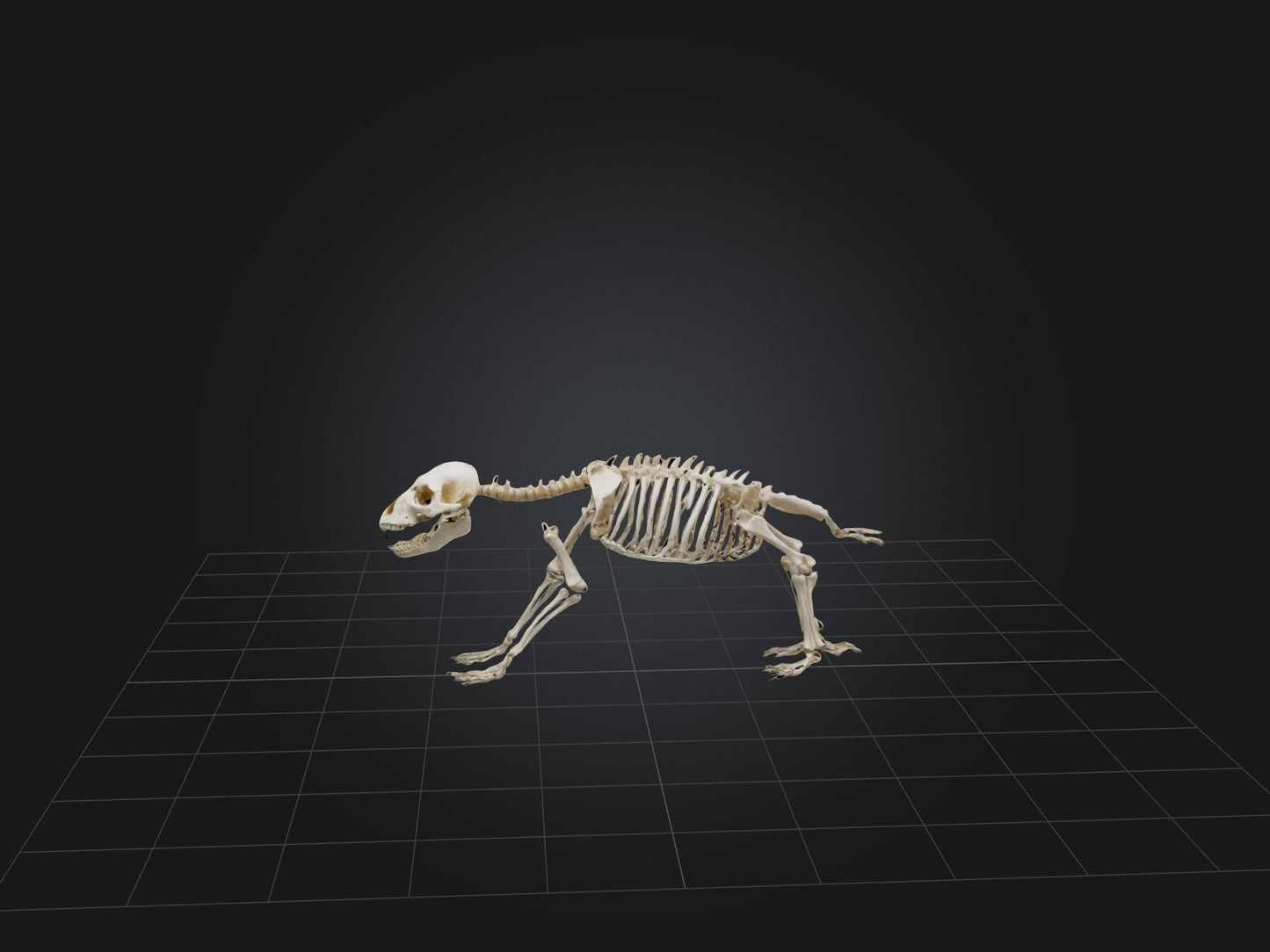 Realistic Bear Skeleton Model VR / AR / low-poly