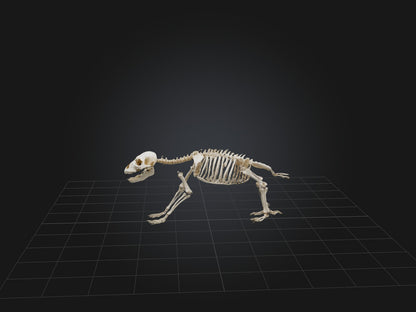 Realistic Bear Skeleton Model VR / AR / low-poly