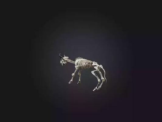 3D model Realistic Bison Skeleton Model VR / AR / low-poly