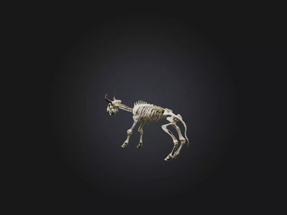 3D model Realistic Bison Skeleton Model VR / AR / low-poly