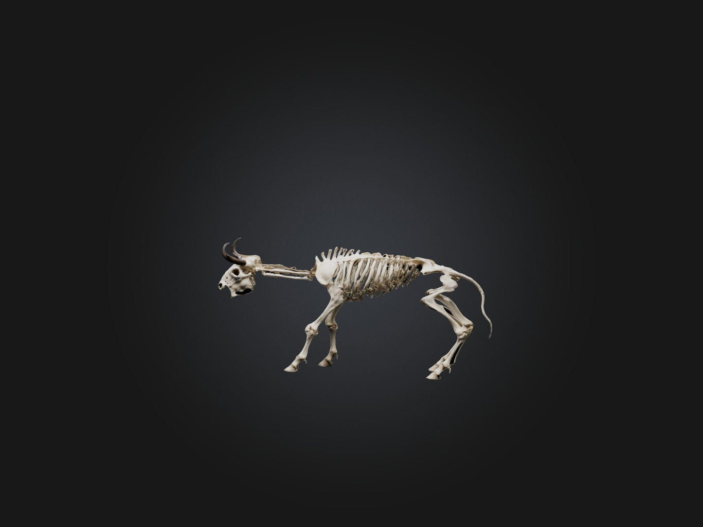 3D model Realistic Bison Skeleton Model VR / AR / low-poly