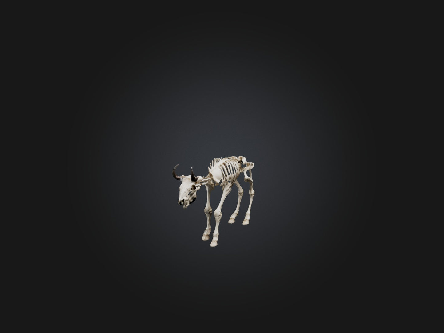 3D model Realistic Bison Skeleton Model VR / AR / low-poly