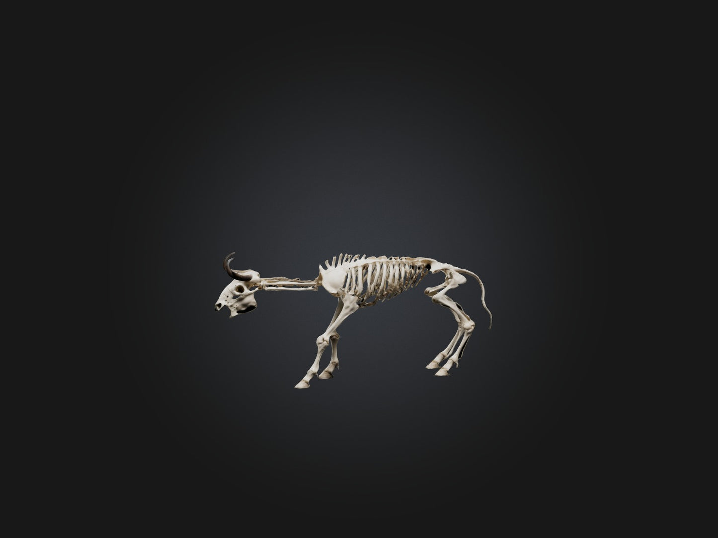 3D model Realistic Bison Skeleton Model VR / AR / low-poly