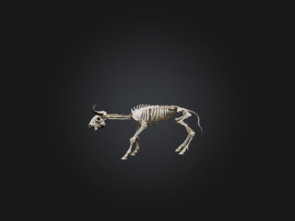 3D model Realistic Bison Skeleton Model VR / AR / low-poly