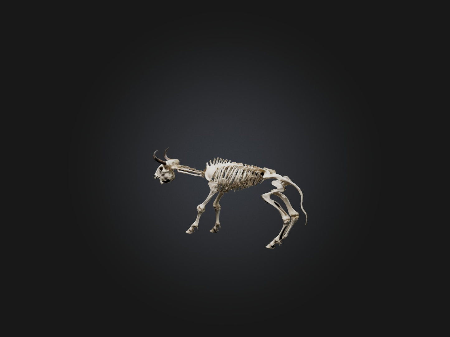 3D model Realistic Bison Skeleton Model VR / AR / low-poly