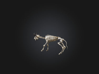 3D model Realistic Bison Skeleton Model VR / AR / low-poly