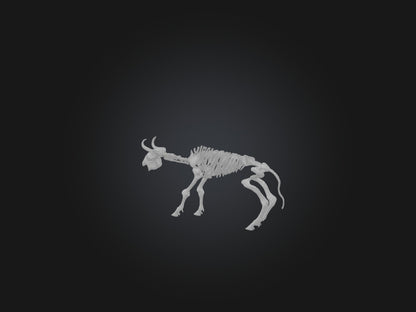 3D model Realistic Bison Skeleton Model VR / AR / low-poly