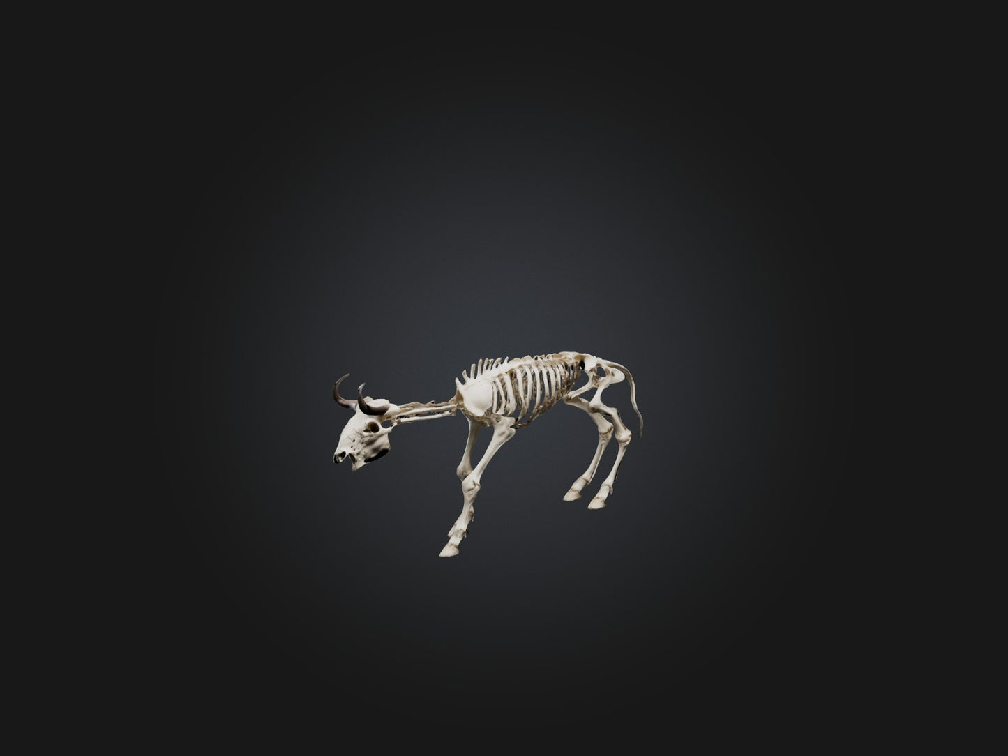 3D model Realistic Bison Skeleton Model VR / AR / low-poly