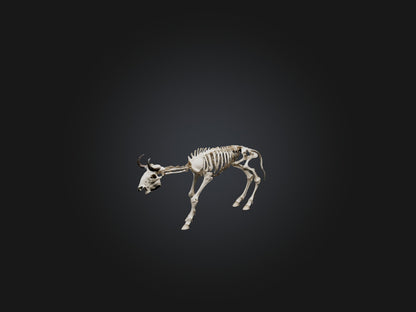 3D model Realistic Bison Skeleton Model VR / AR / low-poly