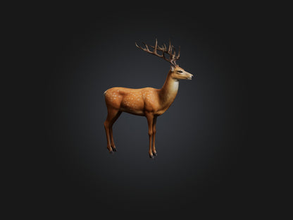 3D model Realistic Deer Model VR / AR / low-poly