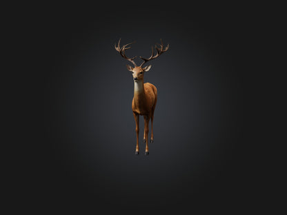 3D model Realistic Deer Model VR / AR / low-poly