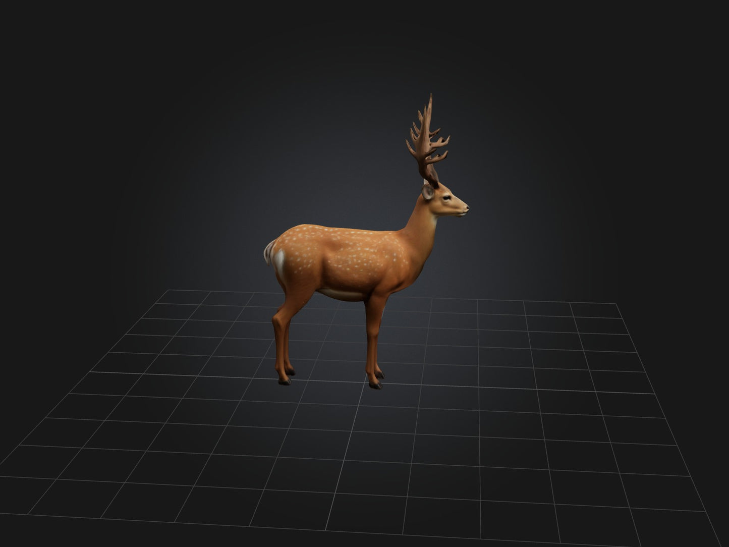 3D model Realistic Deer Model VR / AR / low-poly