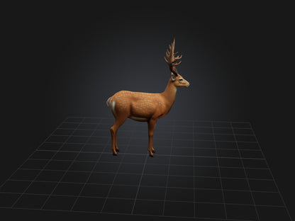 3D model Realistic Deer Model VR / AR / low-poly
