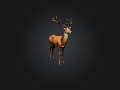 3D model Realistic Deer Model VR / AR / low-poly