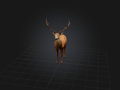 3D model Realistic Deer Model VR / AR / low-poly