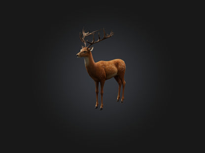 3D model Realistic Deer Model VR / AR / low-poly