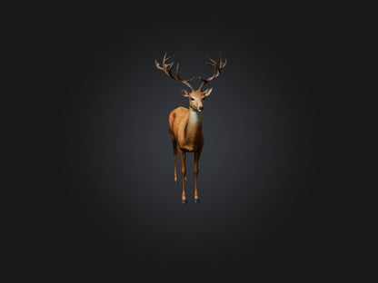 3D model Realistic Deer Model VR / AR / low-poly