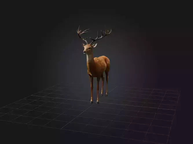 3D model Realistic Deer Model VR / AR / low-poly