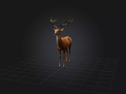 3D model Realistic Deer Model VR / AR / low-poly