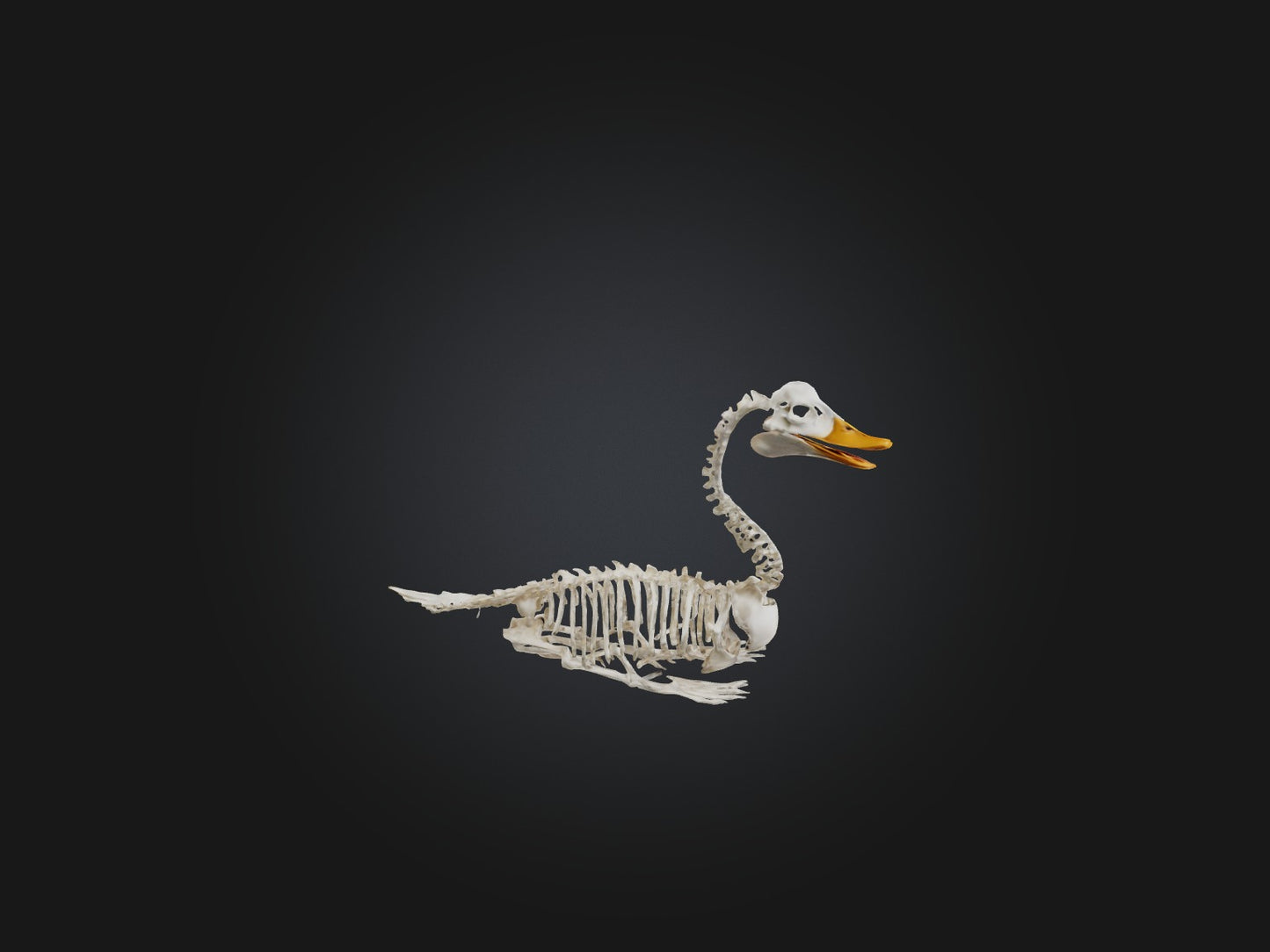 3D model Realistic Duck Skeleton Model VR / AR / low-poly