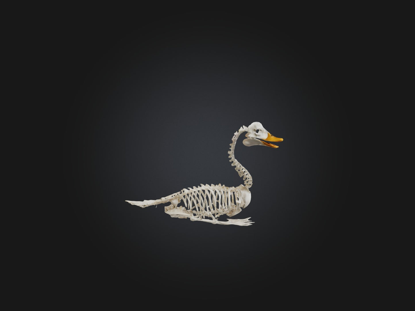 3D model Realistic Duck Skeleton Model VR / AR / low-poly