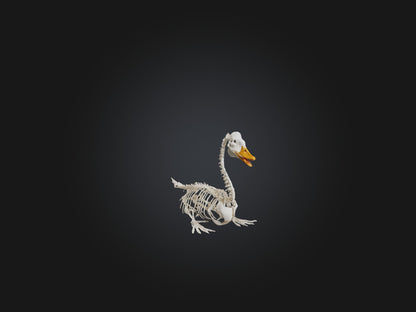 3D model Realistic Duck Skeleton Model VR / AR / low-poly
