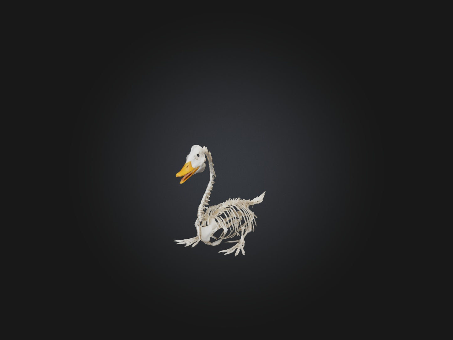 3D model Realistic Duck Skeleton Model VR / AR / low-poly