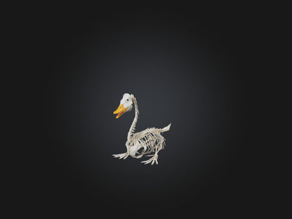 3D model Realistic Duck Skeleton Model VR / AR / low-poly