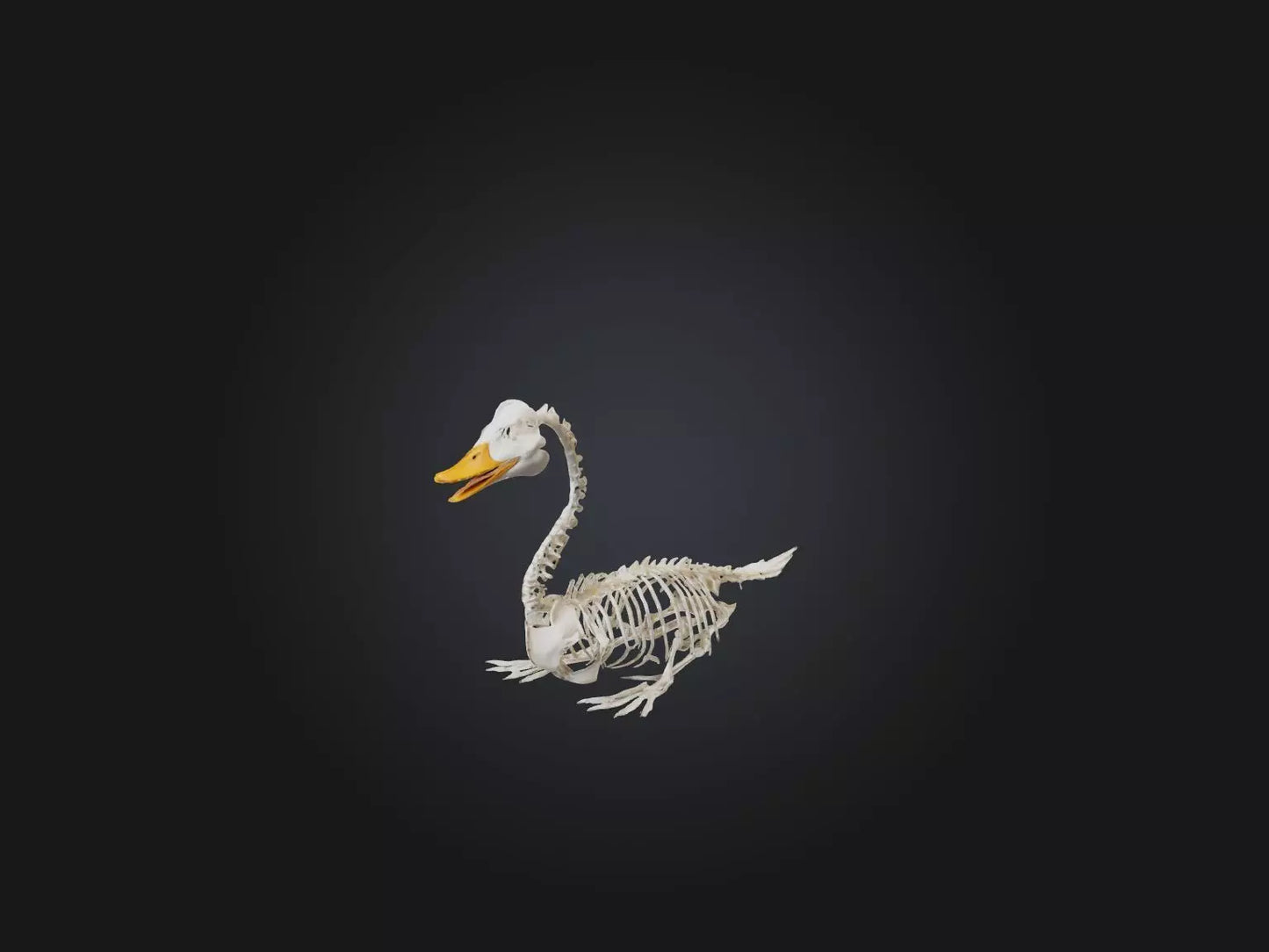 3D model Realistic Duck Skeleton Model VR / AR / low-poly