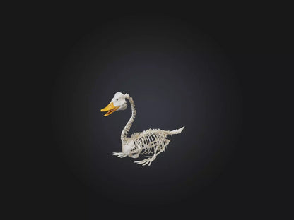 3D model Realistic Duck Skeleton Model VR / AR / low-poly