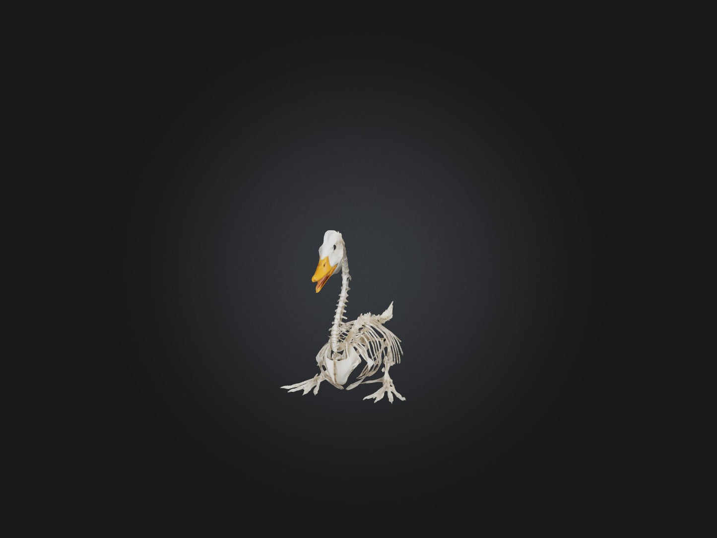 3D model Realistic Duck Skeleton Model VR / AR / low-poly