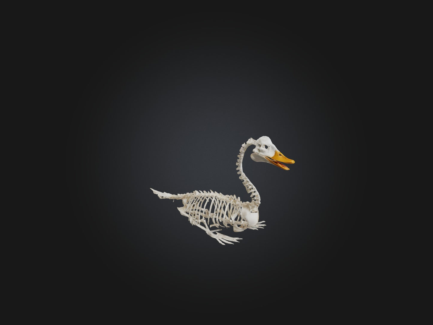 3D model Realistic Duck Skeleton Model VR / AR / low-poly