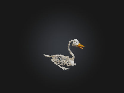 3D model Realistic Duck Skeleton Model VR / AR / low-poly