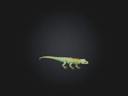 3D model Realistic Lizard Model VR / AR / low-poly