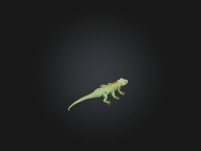 3D model Realistic Lizard Model VR / AR / low-poly