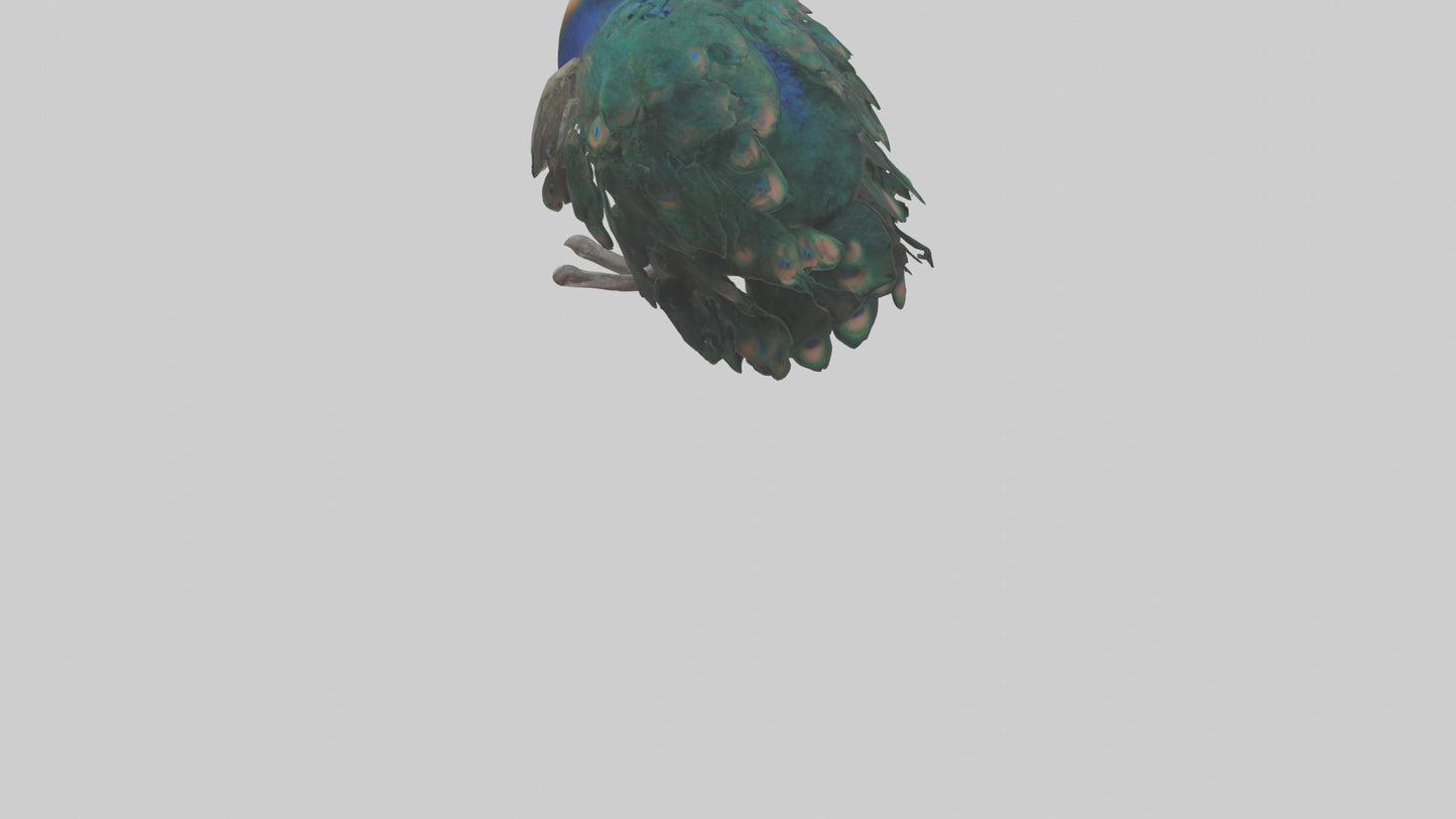 3D model Realistic Pteranodon Model VR / AR / low-poly