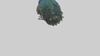 3D model Realistic Pteranodon Model VR / AR / low-poly