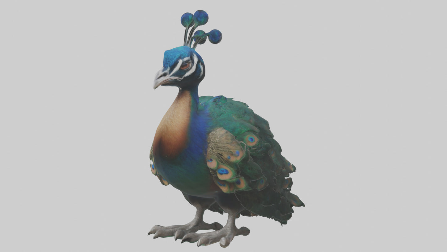 3D model Realistic Pteranodon Model VR / AR / low-poly