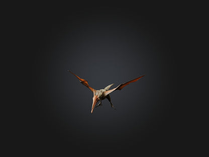 3D model Realistic Pteranodon Model VR / AR / low-poly