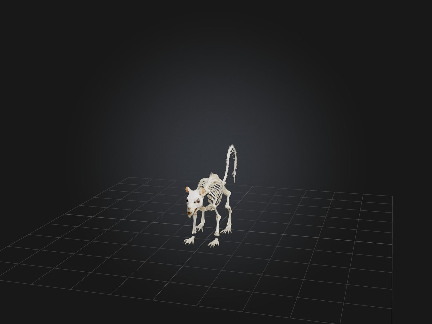 3D model Realistic Squirrel Skeleton Model VR / AR / low-poly