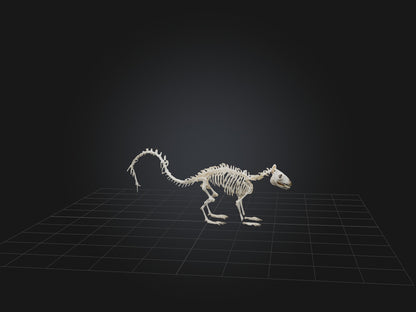 3D model Realistic Squirrel Skeleton Model VR / AR / low-poly