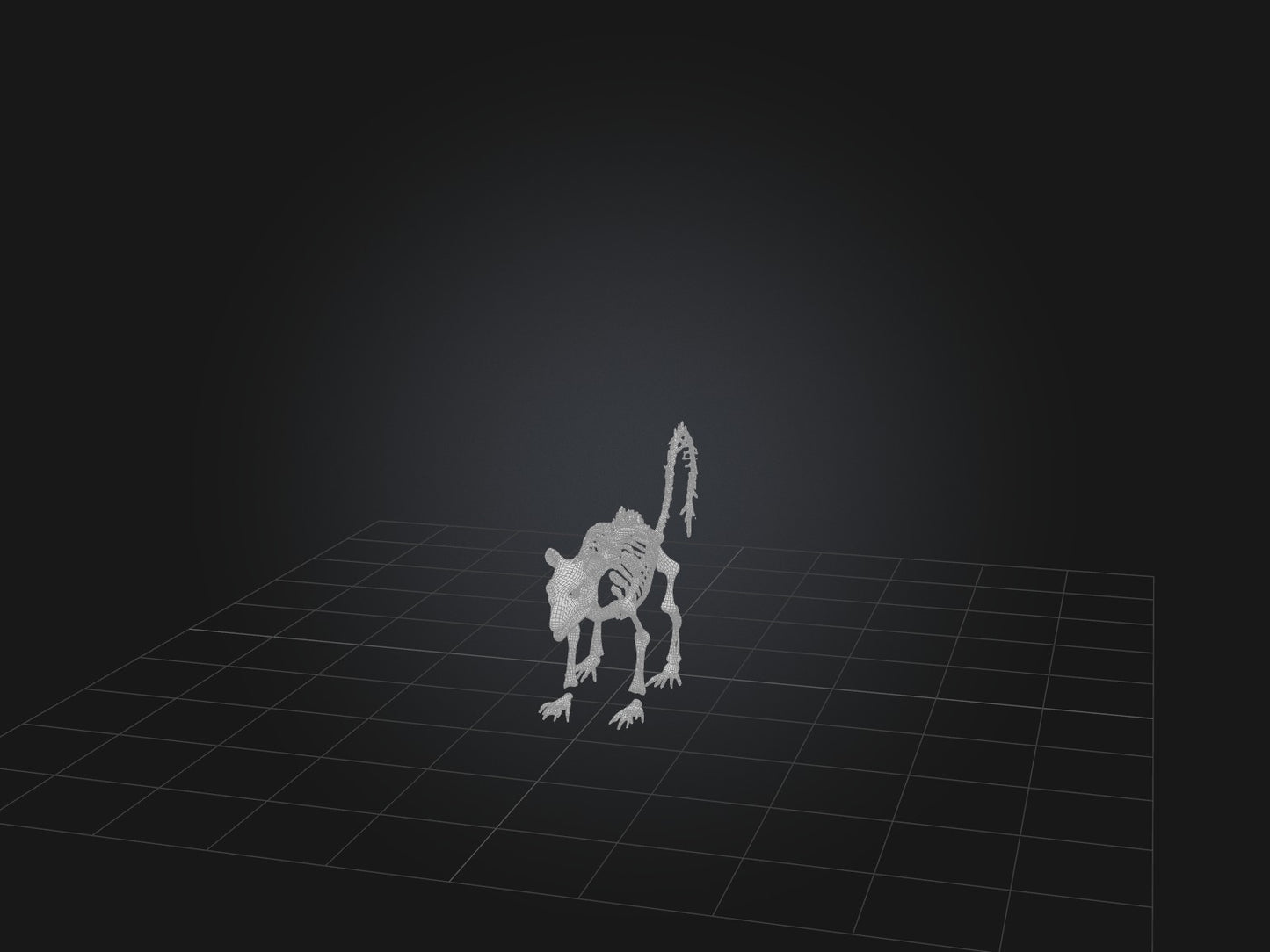 3D model Realistic Squirrel Skeleton Model VR / AR / low-poly