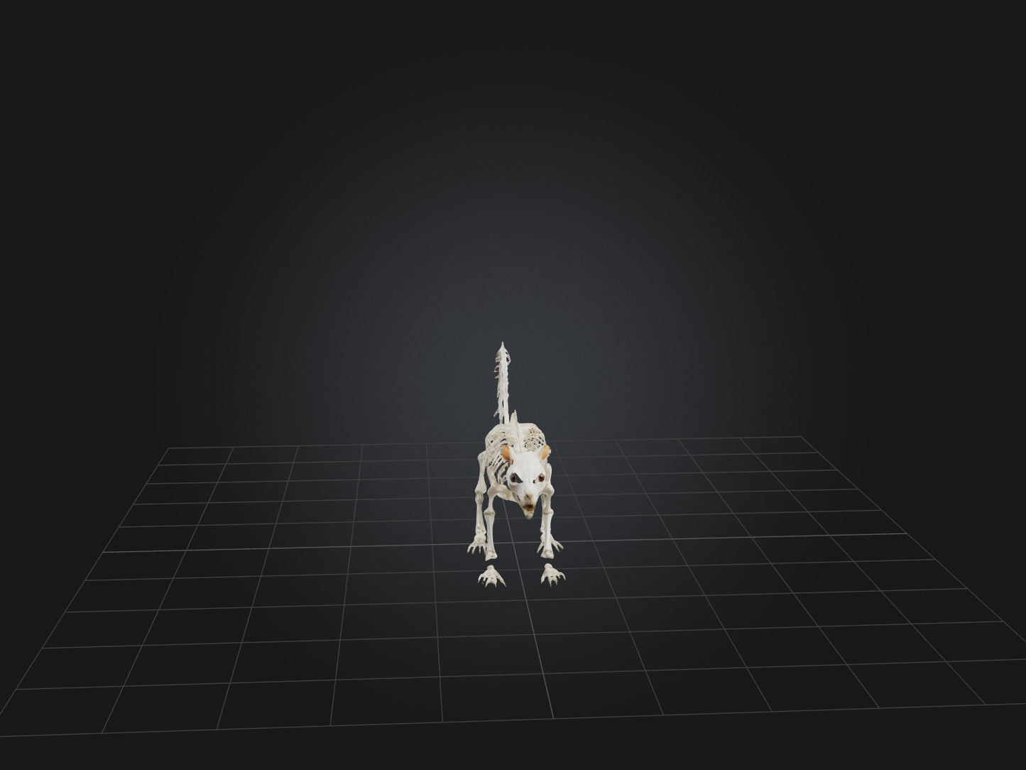 3D model Realistic Squirrel Skeleton Model VR / AR / low-poly