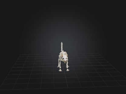 3D model Realistic Squirrel Skeleton Model VR / AR / low-poly
