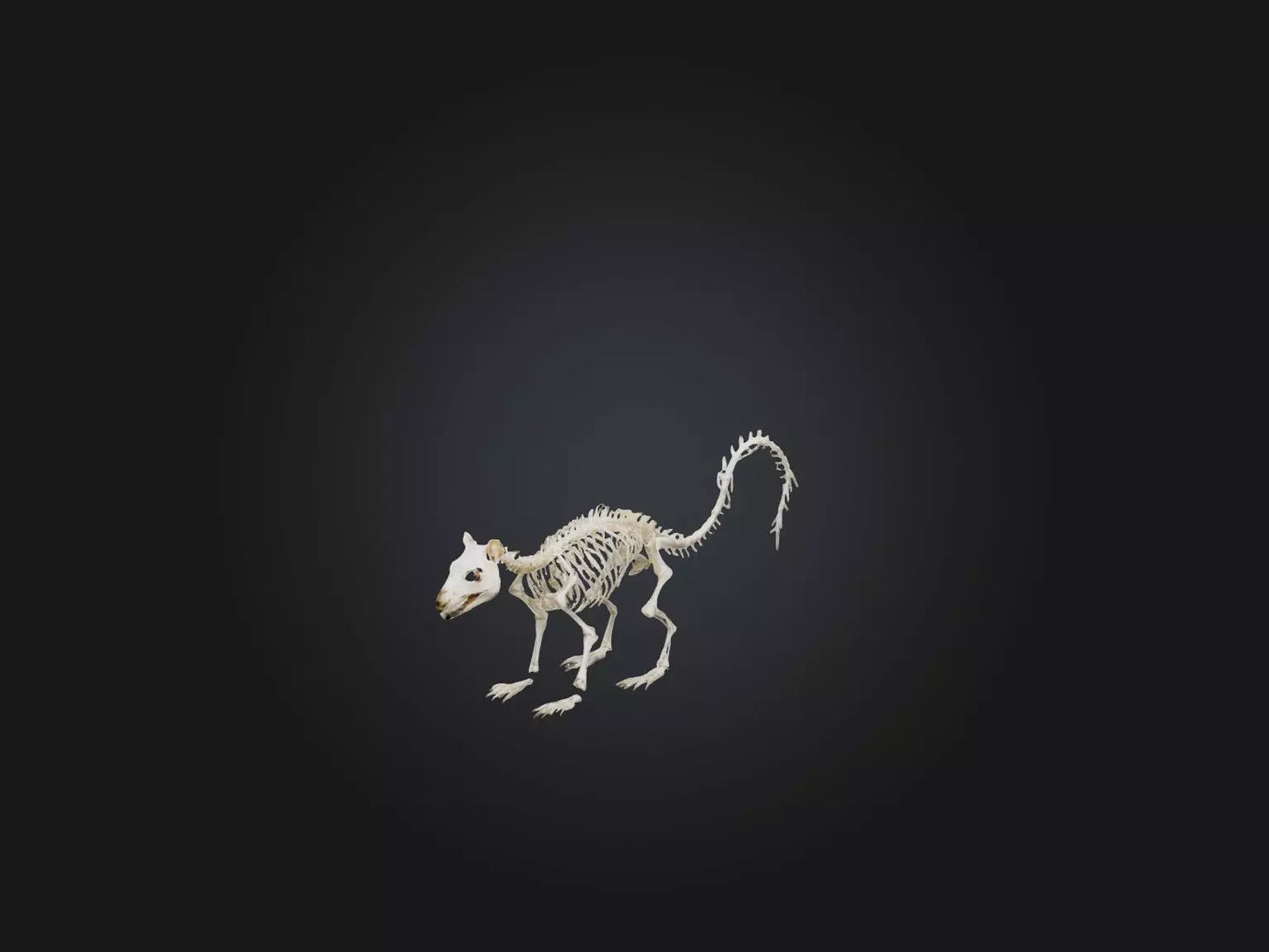 3D model Realistic Squirrel Skeleton Model VR / AR / low-poly