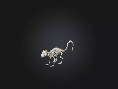 3D model Realistic Squirrel Skeleton Model VR / AR / low-poly